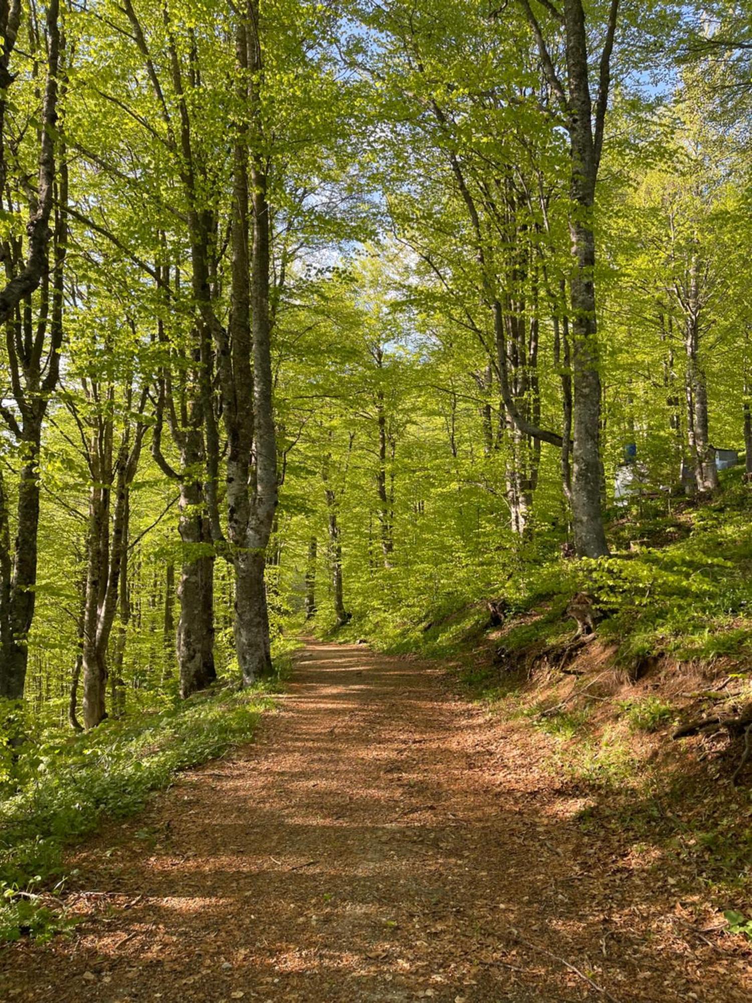 Bed and Breakfast Honey Valley Bjelašnica Exteriér fotografie